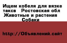 Ищем кобеля для вязке таксв - Ростовская обл. Животные и растения » Собаки   